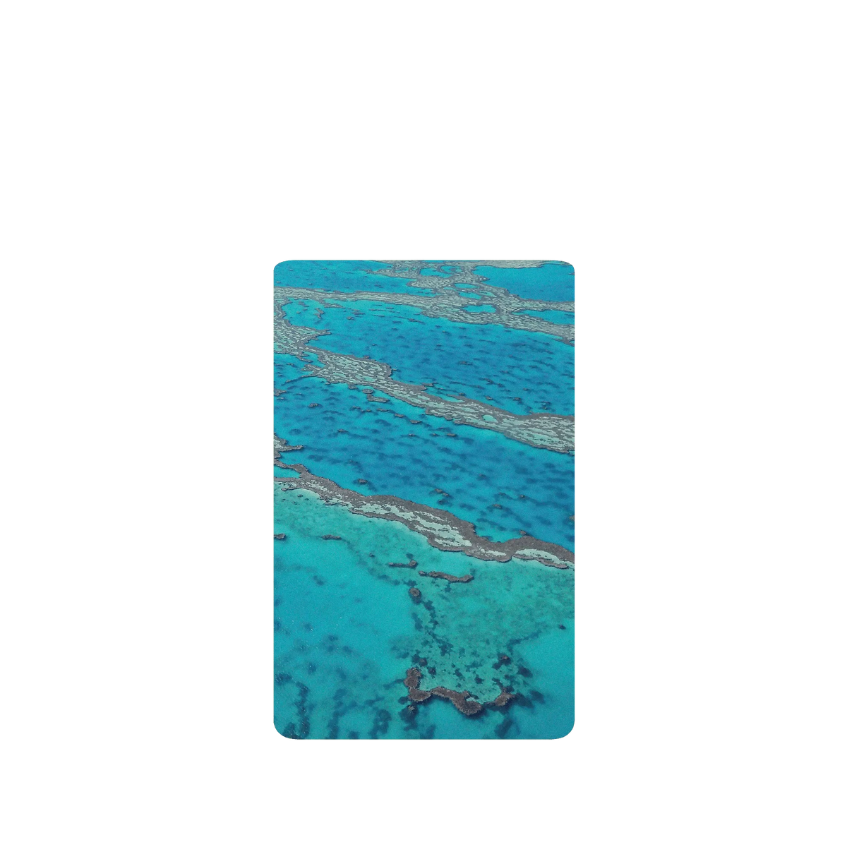 RHINOSHIELD SolidSuit Google Pixel 6 Pro Case: Original Designs - The Masterpiece of Nature (Great Barrier Reef)